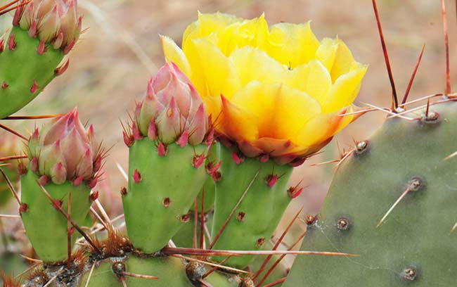 Twistspine Pricklypear is spread out across a very large range and has numerous local common names including: Bigroot Prickly Pear, Common Prickly Pear, Grassland Pricklypear, Plains Prickly Pear, Prickly Pear and Western Prickly Pear. Opuntia macrorhiza Twistspine Pricklypear is spread out across a very large range and has numerous local common names including: Bigroot Prickly Pear, Common Prickly Pear, Grassland Pricklypear, Plains Prickly Pear, Prickly Pear and Western Prickly Pear. Opuntia macrorhiza